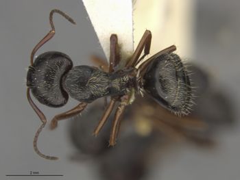 Media type: image;   Entomology 21626 Aspect: dorsal
